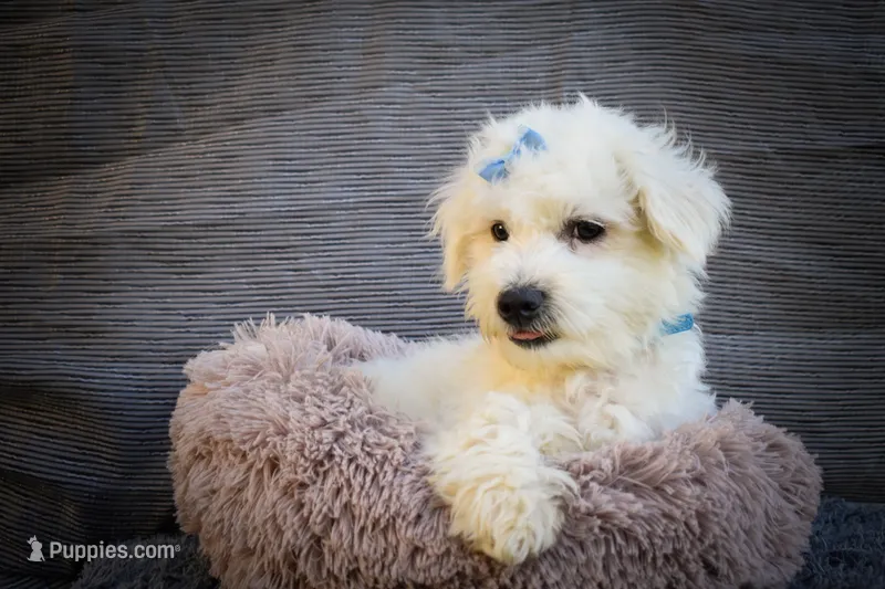   Bryson🐾   – Maltese puppy for sale in Fresno, OH