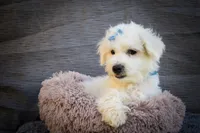   Bryson🐾  , a male Maltese for sale in Fresno, OH – 1 of 10