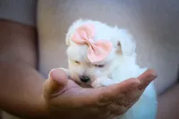 Melodie 💕 , a female Maltese for sale in Fresno, OH – 5 of 10