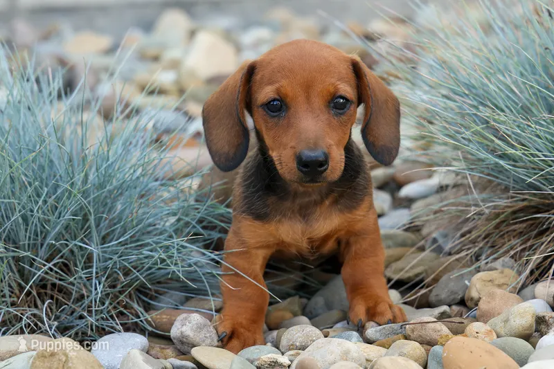 Snoopy💙 – Dachshund puppy for sale in Fresno, OH