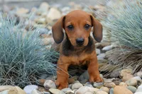 Snoopy💙, a male Dachshund for sale in Fresno, OH – 1 of 10