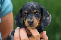 Tilly 🎀, a female Miniature Dachshund for sale in Fresno, OH – 8 of 9