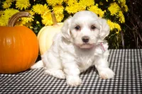 Dream 🐾, a female Maltese for sale in Fresno, OH – 6 of 10