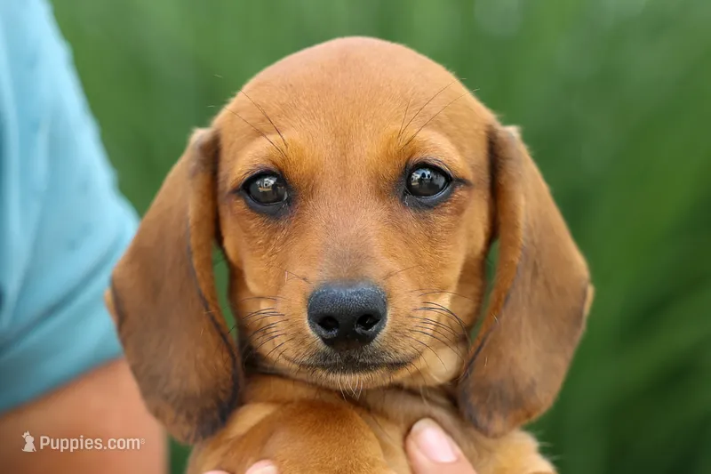Sasha 🩷 – Dachshund puppy for sale in Fresno, OH