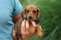 Sweet Pea 🎀, a female Dachshund for sale in Fresno, OH – 6 of 10