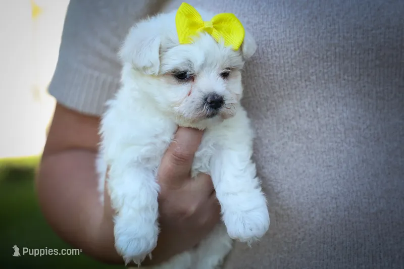  Miley 🎀 – Maltese puppy for sale in Fresno, OH