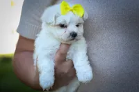  Miley 🎀, a female Maltese for sale in Fresno, OH – 1 of 10