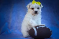  Miley 🎀, a female Maltese for sale in Fresno, OH – 3 of 10