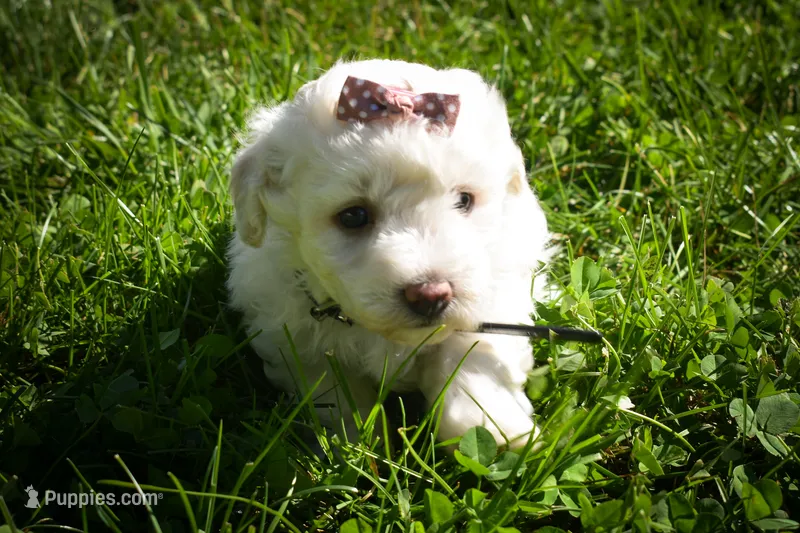 Dixie🎀 – Maltese puppy for sale in Fresno, OH