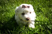 Dixie🎀, a female Maltese for sale in Fresno, OH – 1 of 9
