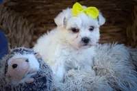  Miley 🎀, a female Maltese for sale in Fresno, OH – 5 of 10