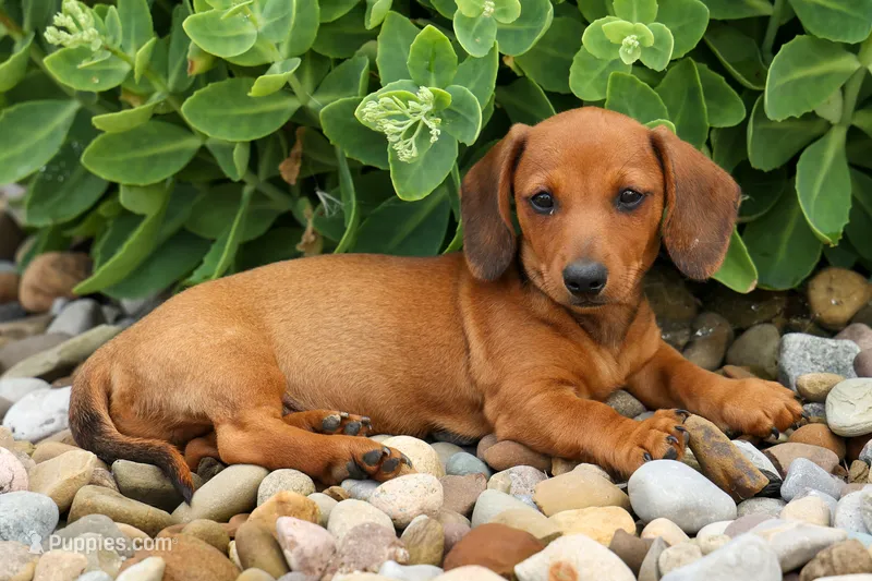 Scooter 🐾 – Dachshund puppy for sale in Fresno, OH