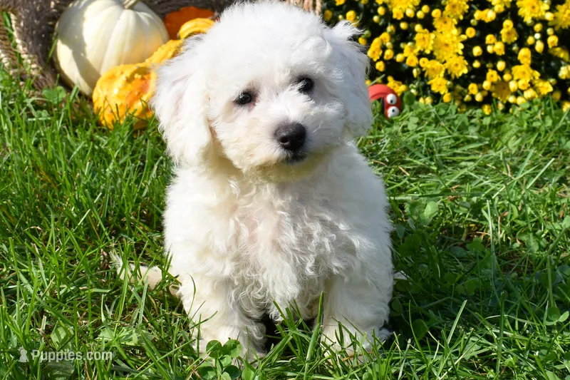  Tucker🐶 – Bichon Frise puppy for sale in Fresno, OH