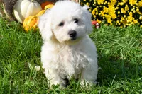  Tucker🐶, a male Bichon Frise for sale in Fresno, OH – 1 of 10