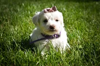 Diamond✨, a female Maltese for sale in Fresno, OH – 6 of 9