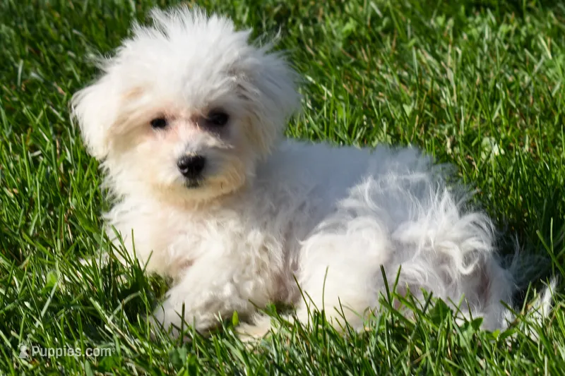 Mason 🦴 – Maltese puppy for sale in Fresno, OH