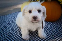 Darling💗, a female Maltese for sale in Fresno, OH – 7 of 10