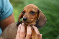 Sweet Pea 🎀, a female Dachshund for sale in Fresno, OH – 4 of 10