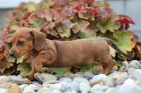 Tyson 💙, a male Miniature Dachshund for sale in Fresno, OH – 9 of 10