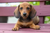 Sabrina 💝, a female Dachshund for sale in Fresno, OH – 3 of 9