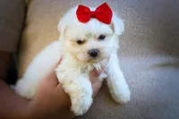Mirella 💗, a female Maltese for sale in Fresno, OH – 7 of 10