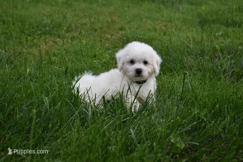   Tyler💙 – Bichon Frise puppy for sale in Fresno, OH