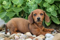Tyson 💙, a male Miniature Dachshund for sale in Fresno, OH – 7 of 10