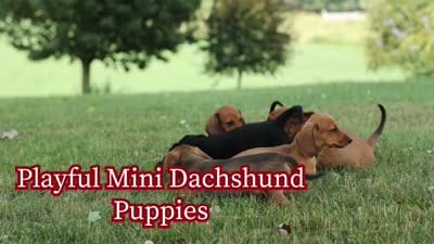 Sweet Pea 🎀, a female Dachshund for sale in Fresno, OH – 10 of 10
