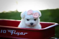 Melodie 💕 , a female Maltese for sale in Fresno, OH – 4 of 10