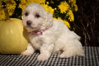 Dream 🐾, a female Maltese for sale in Fresno, OH – 7 of 10