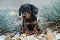 Tilly 🎀, a female Miniature Dachshund for sale in Fresno, OH – 6 of 9