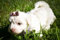 Diamond✨, a female Maltese for sale in Fresno, OH – 8 of 9