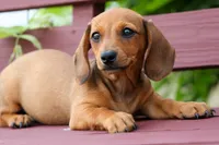 Sasha 🩷, a female Dachshund for sale in Fresno, OH – 3 of 8