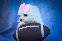 Maribel ❤️, a female Maltese for sale in Fresno, OH – 2 of 10