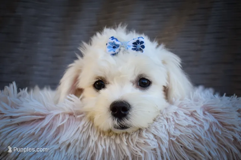  Blake  – Maltese puppy for sale in Fresno, OH