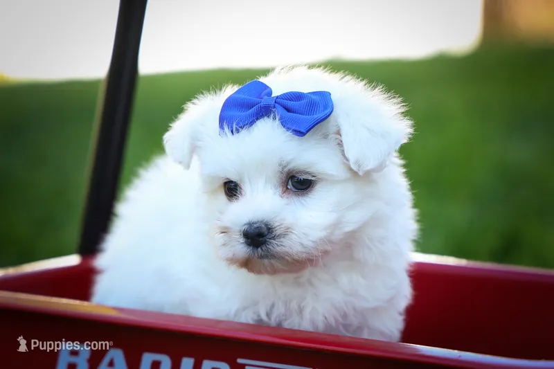 Marley ✨ – Maltese puppy for sale in Fresno, OH