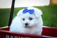 Marley ✨, a male Maltese for sale in Fresno, OH – 1 of 9
