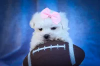 Maribel ❤️, a female Maltese for sale in Fresno, OH – 6 of 10