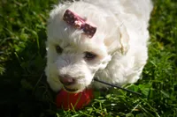 Dixie🎀, a female Maltese for sale in Fresno, OH – 5 of 9