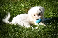 Mason 🦴, a male Maltese for sale in Fresno, OH – 4 of 10