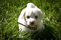 Darling💗, a female Maltese for sale in Fresno, OH – 10 of 10