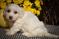Dream 🐾, a female Maltese for sale in Fresno, OH – 9 of 10