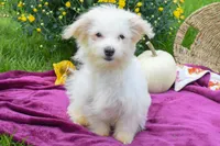 Rusty ✨, a male Maltese for sale in Fresno, OH – 6 of 9
