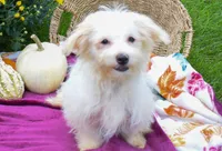 Rusty ✨, a male Maltese for sale in Fresno, OH – 9 of 9