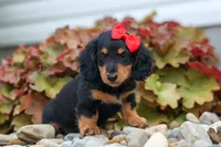 Tucker 🐶, a male Miniature Dachshund for sale in Fresno, OH – 7 of 8
