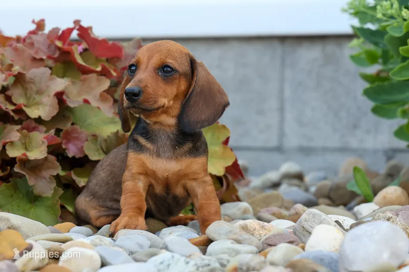Sweet Pea 🎀 – Dachshund puppy for sale in Fresno, OH