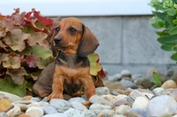 Sweet Pea 🎀, a female Dachshund for sale in Fresno, OH – 1 of 10