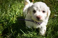 Diamond✨, a female Maltese for sale in Fresno, OH – 4 of 9