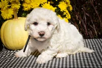 Dixie🎀, a female Maltese for sale in Fresno, OH – 4 of 9