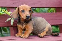 Snoopy💙, a male Dachshund for sale in Fresno, OH – 10 of 10